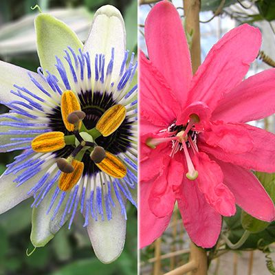 KEYZERS Rarität Passionsblumen stark duftend 2 Sorten, 2 Pflanzen QVC.de