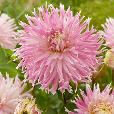 KEYZERS® XXLDahlien gefüllte Blüten mehrjährig 5 Sorten, 5 Knollen