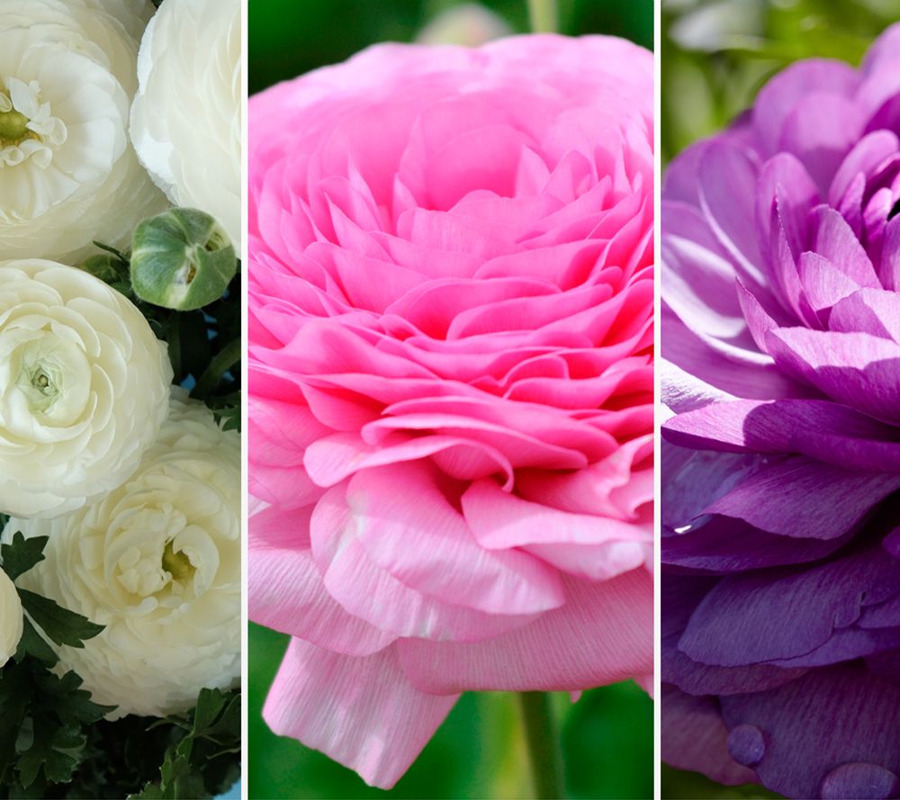 KEYZERS® gefüllte Rosenranunkel Rarität 3 Sorten, 60 Zwiebeln