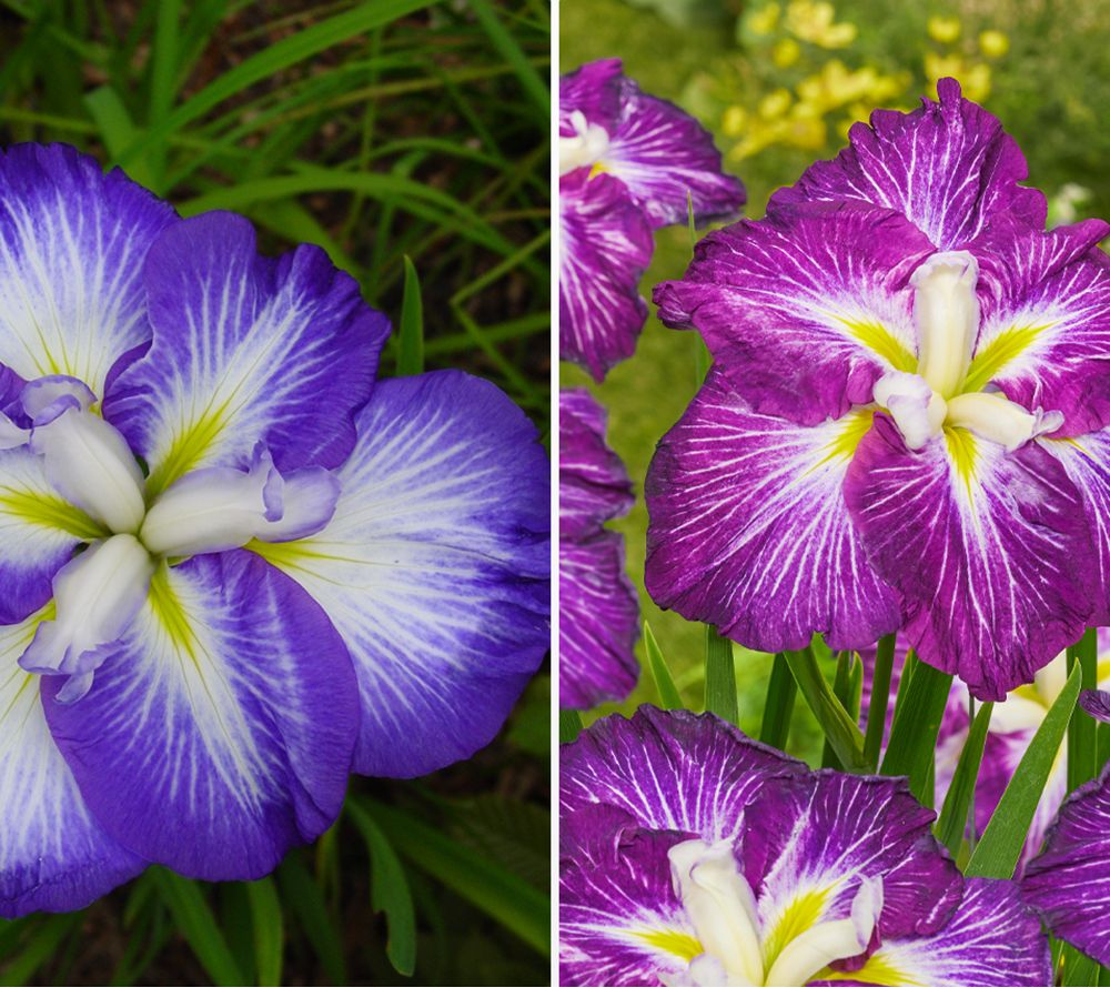 KEYZERS® Iris Ensata Dinner Plate & Gusto Rarität 2 Sorten, 4 Zwiebeln