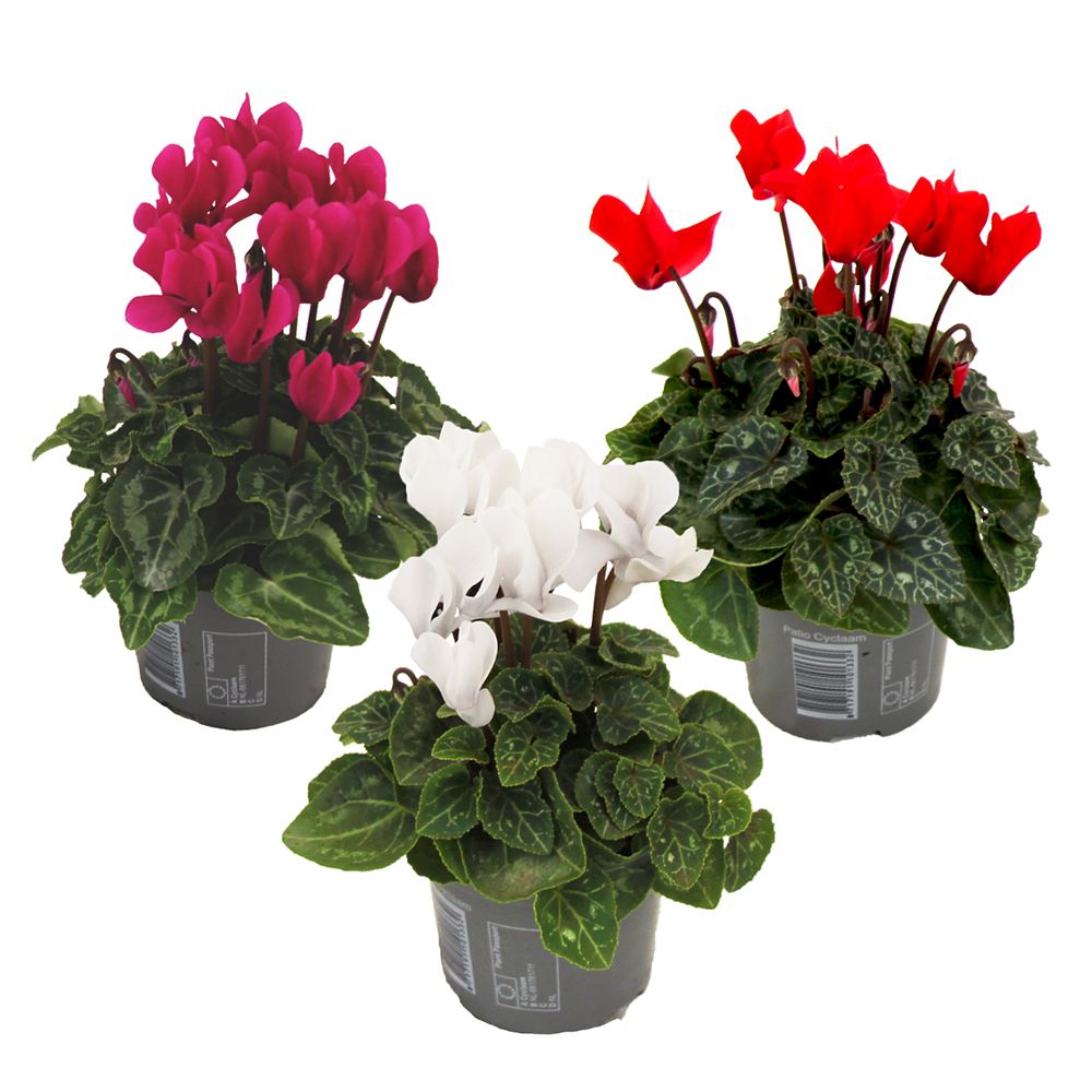 PFLANZENFREUND Zimmer-Alpenveilchen Cyclamen Persicum ca. 10-20cm 3 Pflanzen