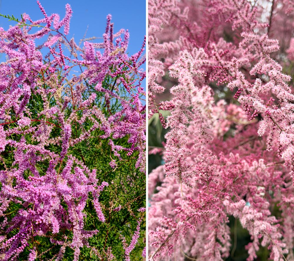 KEYZERS® Tamariske Pink Cascade Rarität 1 Pflanze