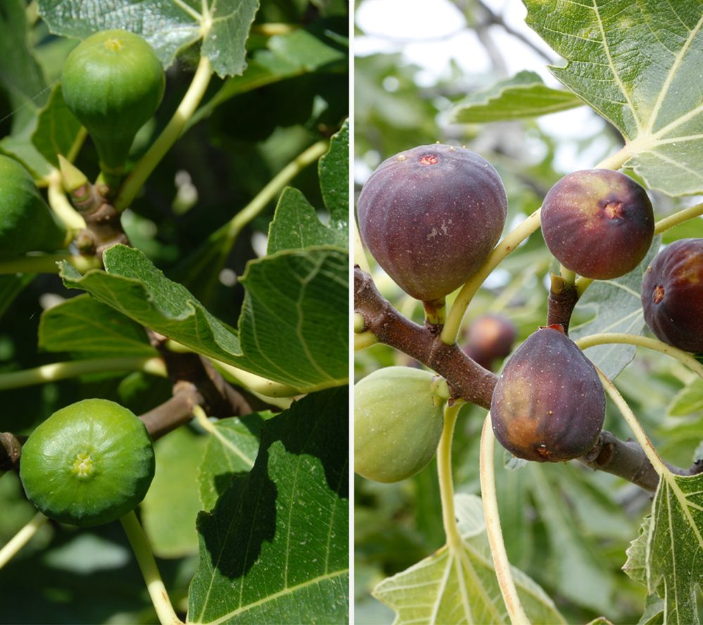 KEYZERS® Feigenbaum kompakter Wuchs Rarität 1 Pflanze