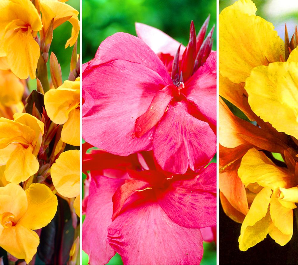 KEYZERS® Cannas bienenfreundlich Rarität 3 Sorten, 6 Pflanzen QVC.de