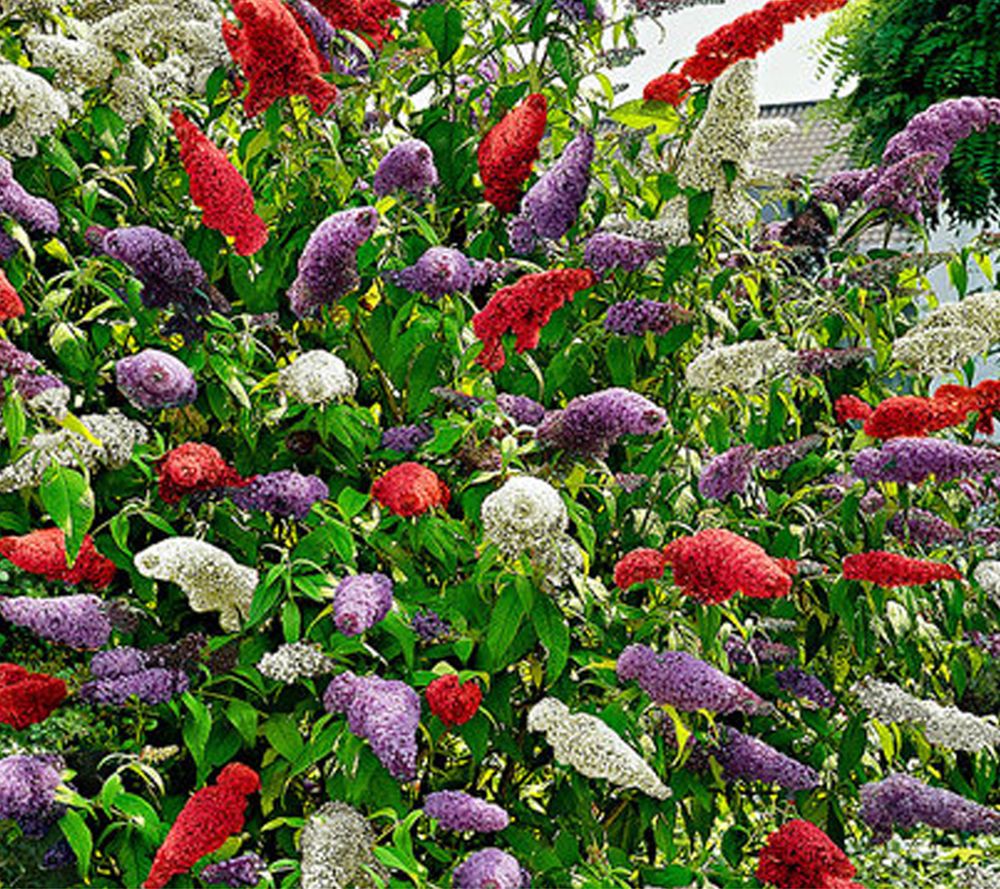 KEYZERS® Sommerflieder mehrfarbiger bienenfreundlich 1 Pflanze