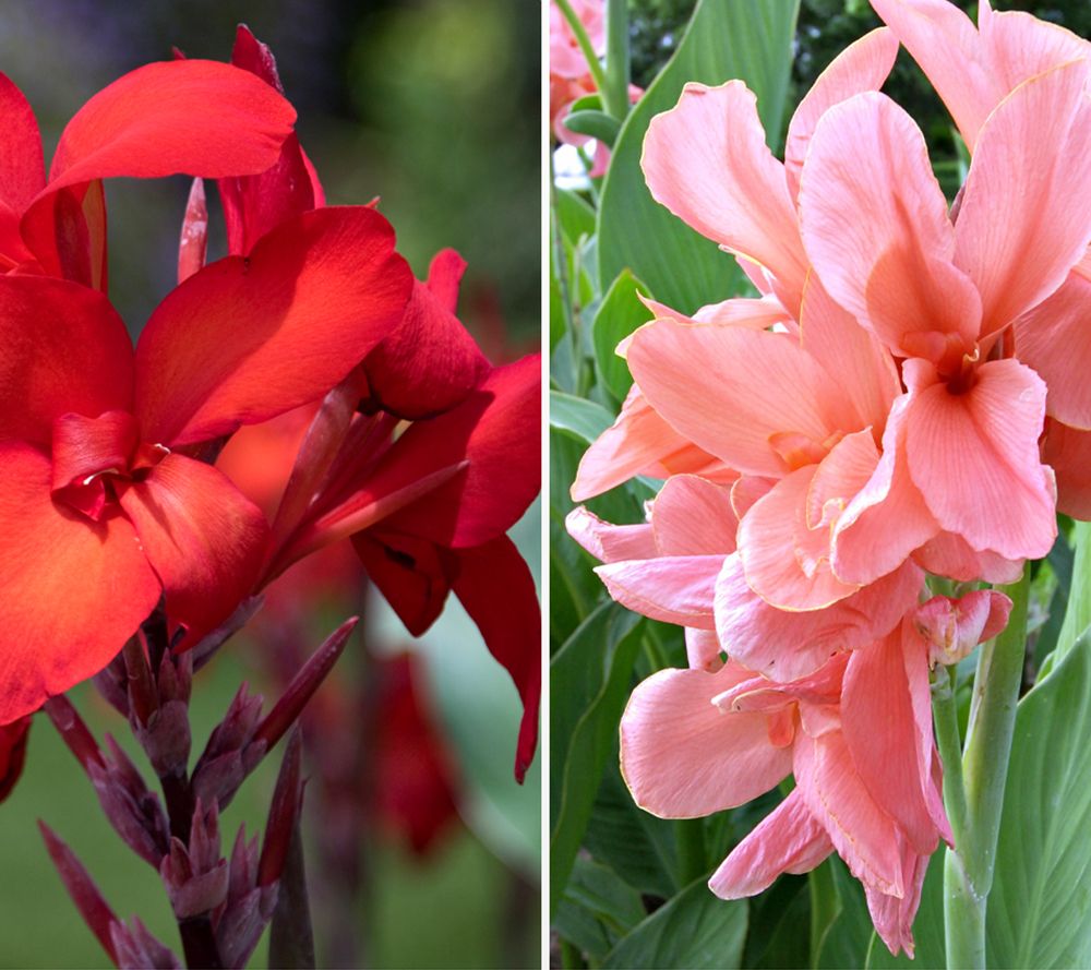 KEYZERS® RiesenCannas bienenfreundlich Rarität 2 Sorten, 4 Pflanzen