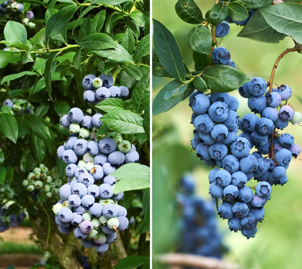 KEYZERS® Großfruchtige Heidelbeere Rarität 2 Sorten, 2 Pflanzen