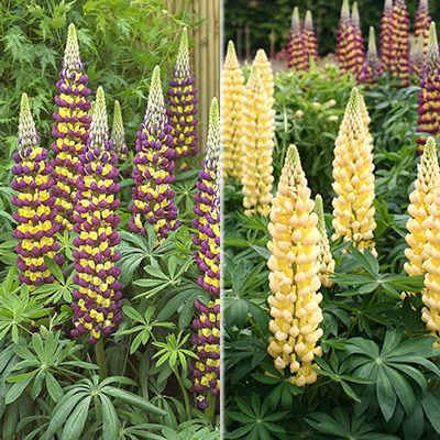 KEYZERS Rarität Lupinen geschützte Sorten 2 Sorten, 2 Pflanzen QVC.de