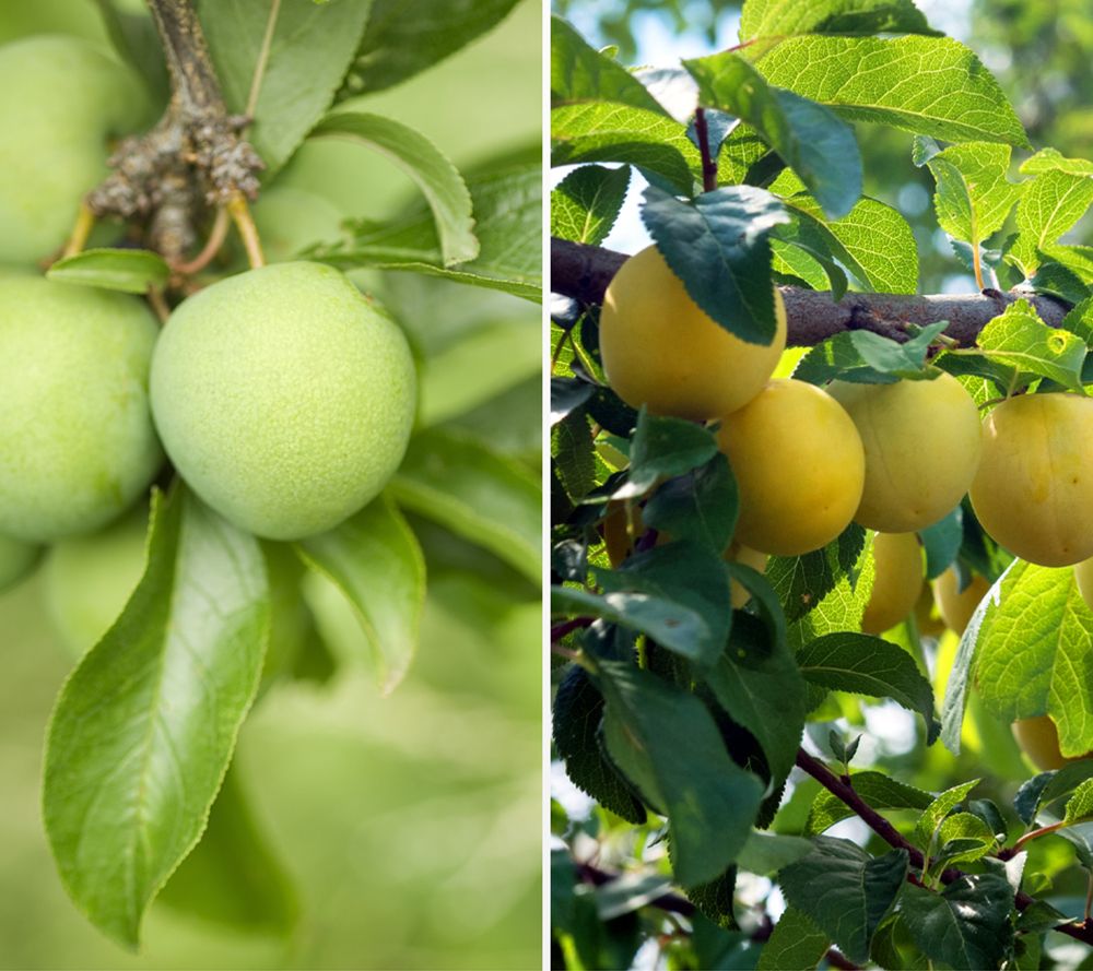 KEYZERS® Pflaume Qullins süße große Früchte Rarität 1 Pflanze