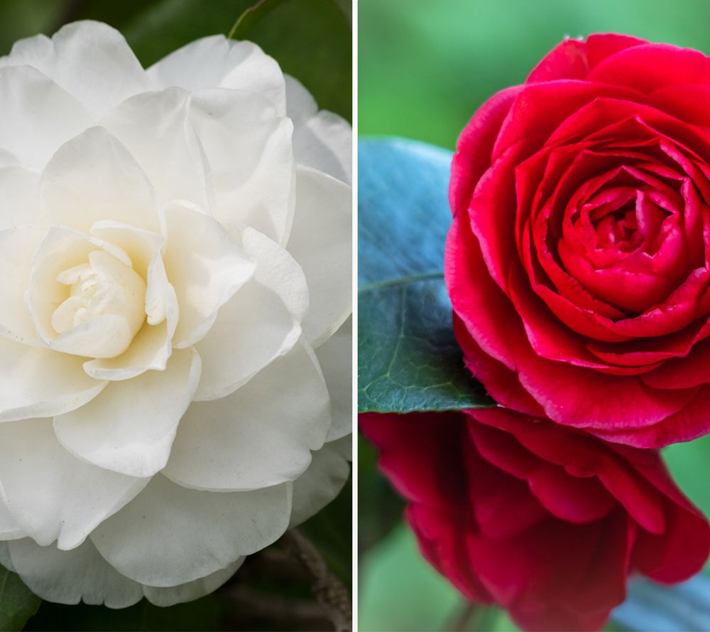 KEYZERS® gefüllte Kamelie winterhart Rarität 2 Sorten, 2 Pflanzen