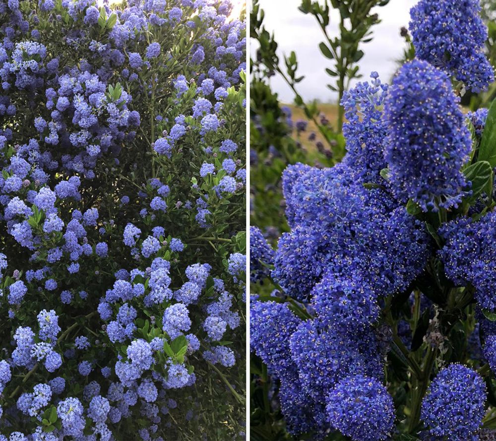 KEYZERS® Blauer Duftstrauch immergrüner Rarität 1 Pflanze