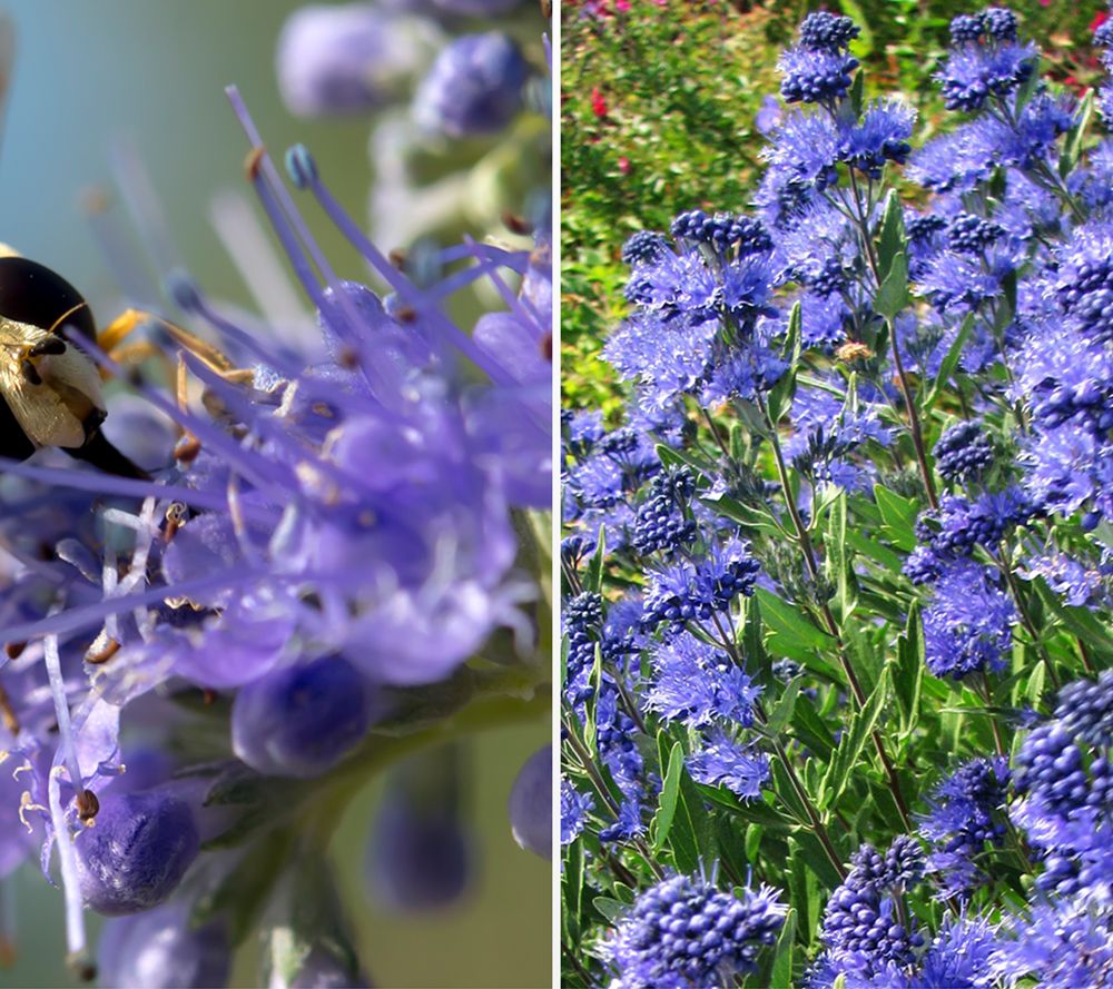 KEYZERS® Duftstrauch Havenly Blue Rarität 1 Pflanze