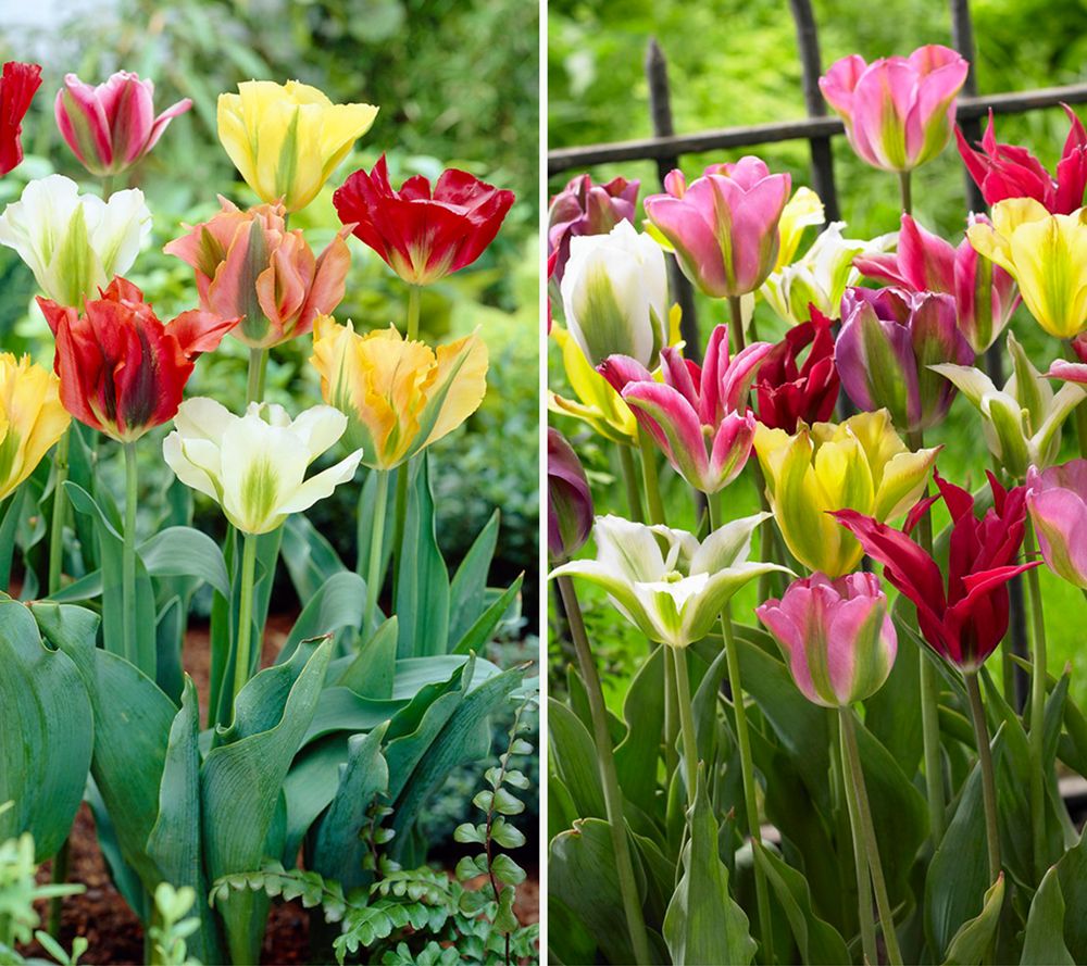 KEYZERS® Tulpen Mix Viridiflora Rarität 20 Zwiebeln