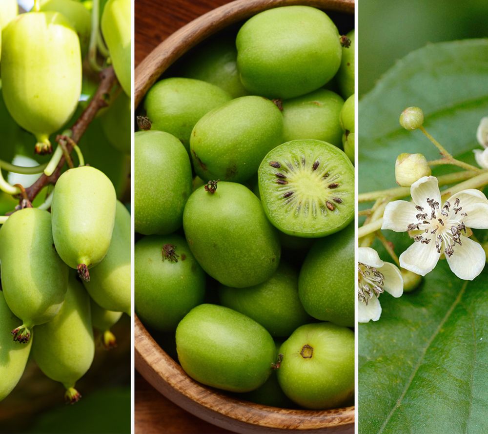 KEYZERS® Trauben-Kiwi selbstfruchtend Rarität 1 Pflanze