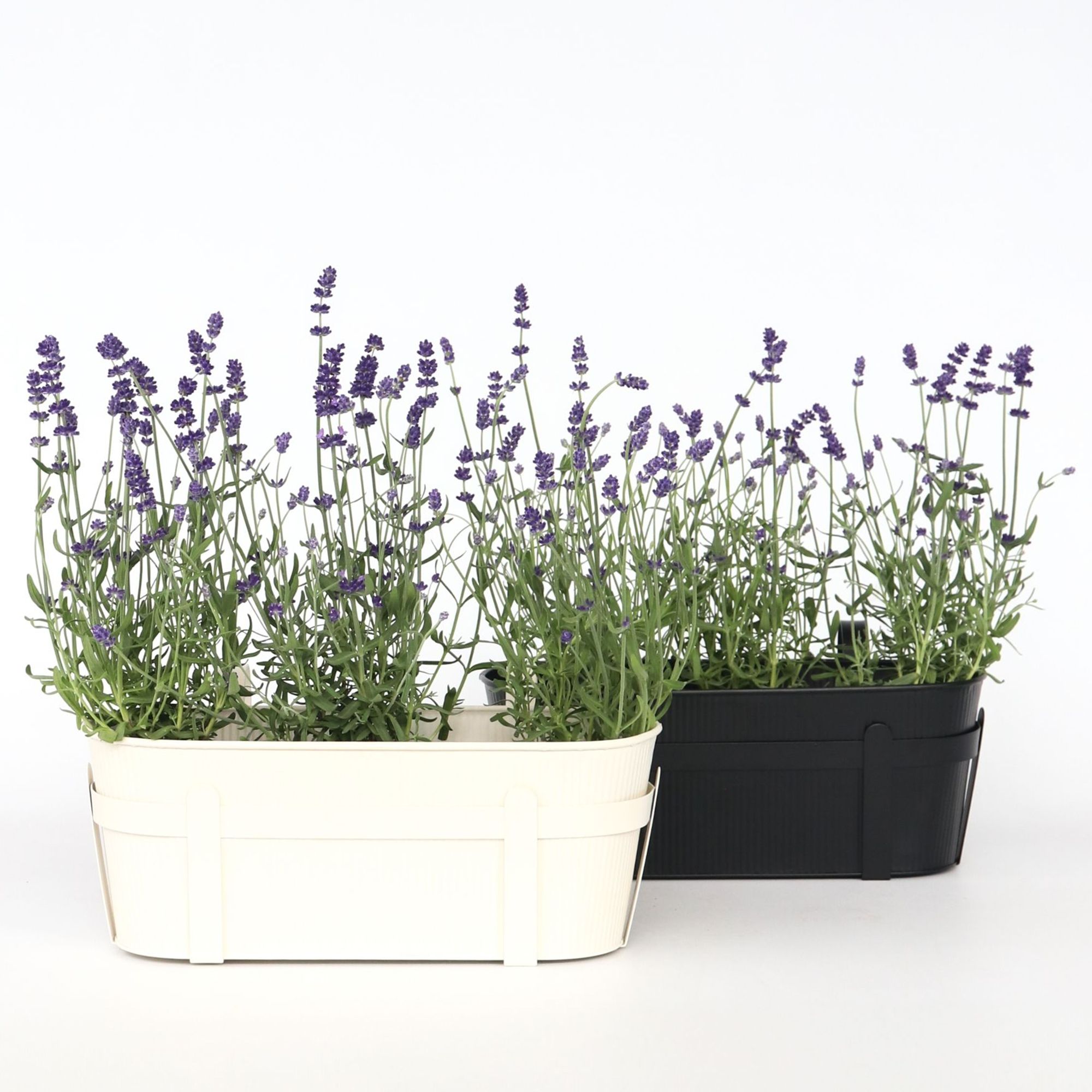 ROOTZ PLANTS winterharter Lavendel Topfgröße Ø 11cm 6 Pflanzen QVC.de