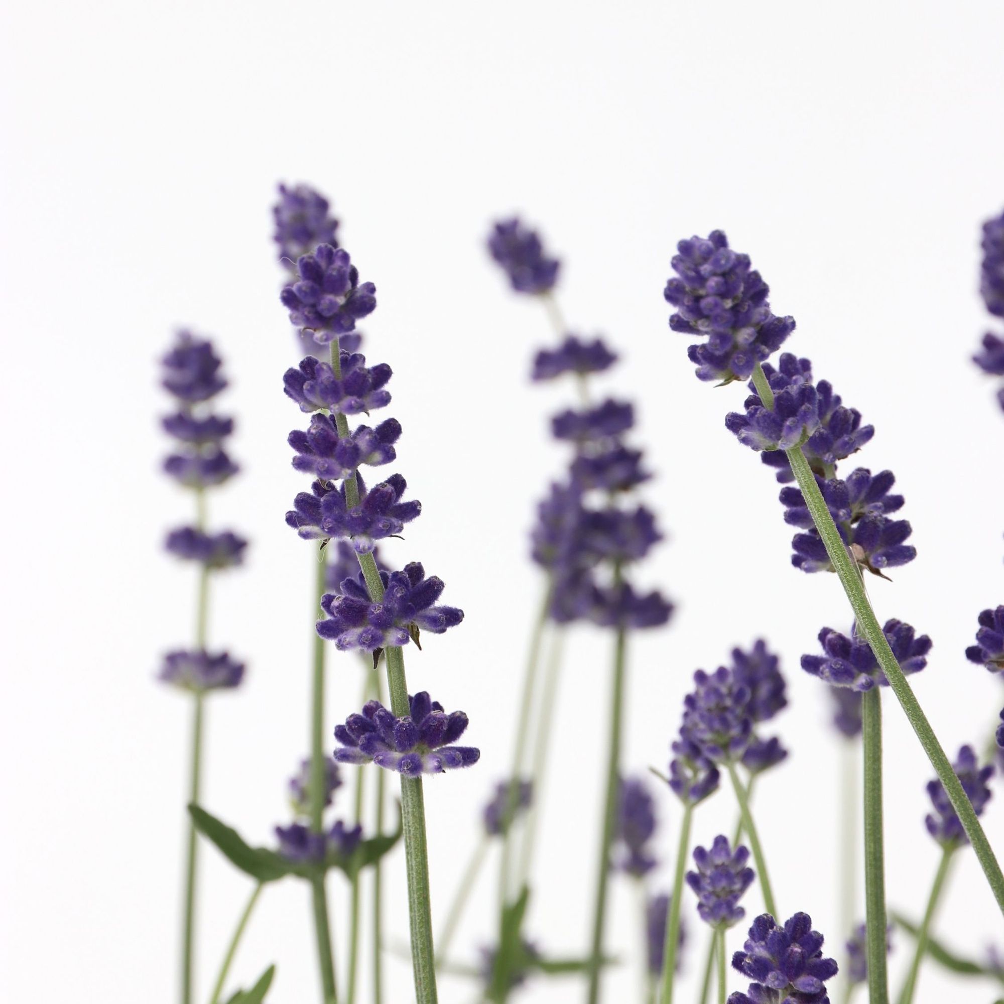 ROOTZ PLANTS winterharter Lavendel Topfgröße Ø 11cm 6 Pflanzen QVC.de