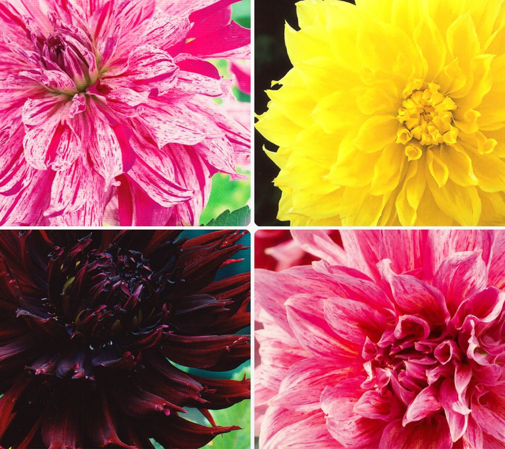 KEYZERS® XXL-Dahlien besondere Farbkombinationen 4 Sorten, 4 Knollen