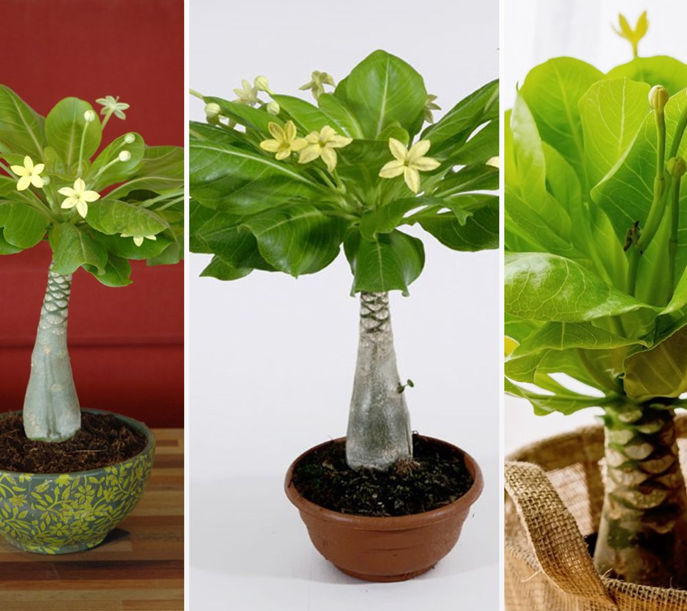 KEYZERS® blühende Hawai-Palme Rarität 1 Pflanze