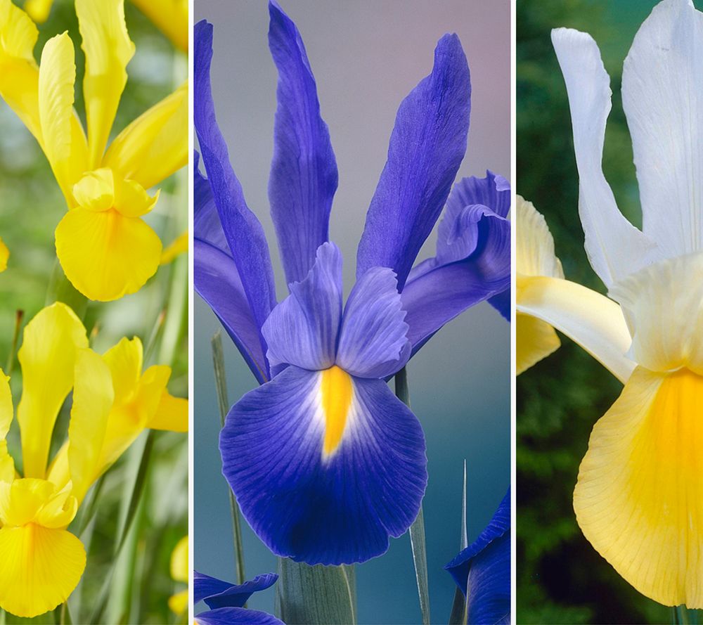 KEYZERS® Iris HOLLANDICA Rarität 3 Sorten, 60 Zwiebeln QVC.de