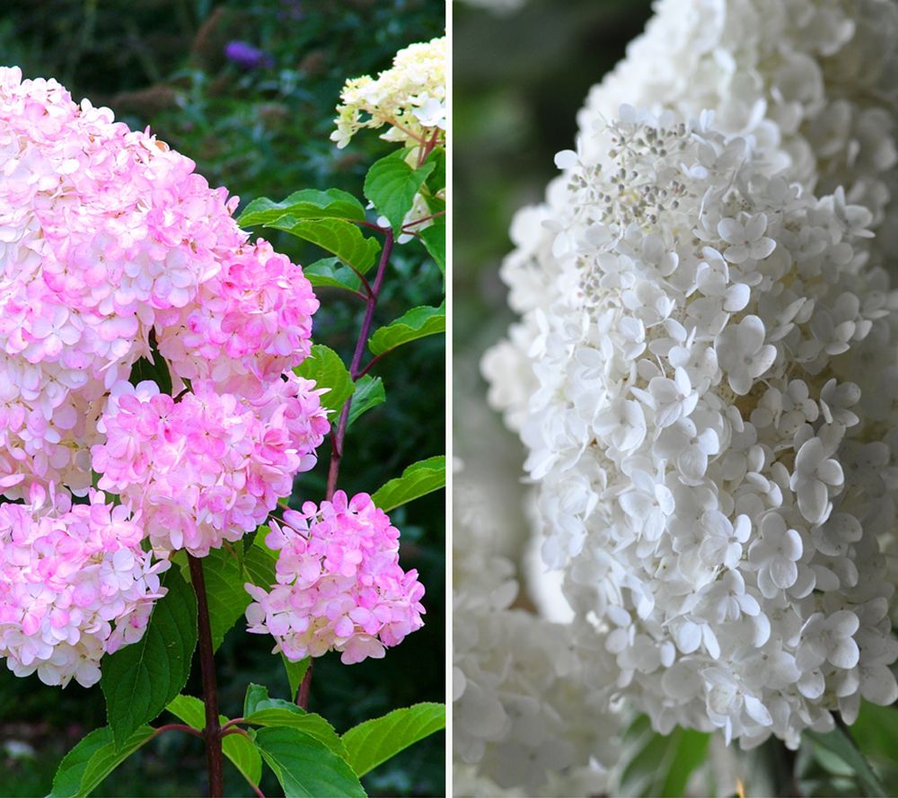 KEYZERS® Hydrangea winterhart bis -30° mehrjährig 2 Sorten, 2 Pflanzen