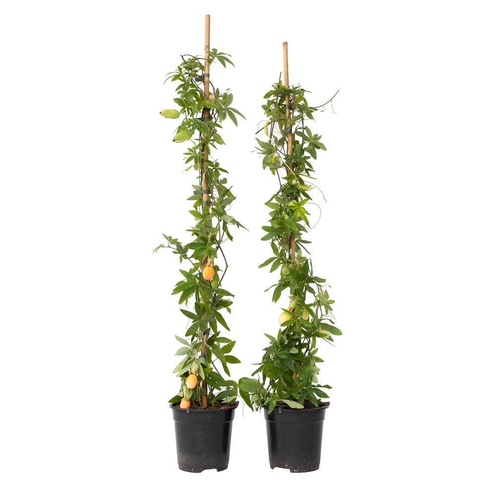 PFLANZENFREUND Passionsblumen Höhe ca. 110-120cm 2 Pflanzen