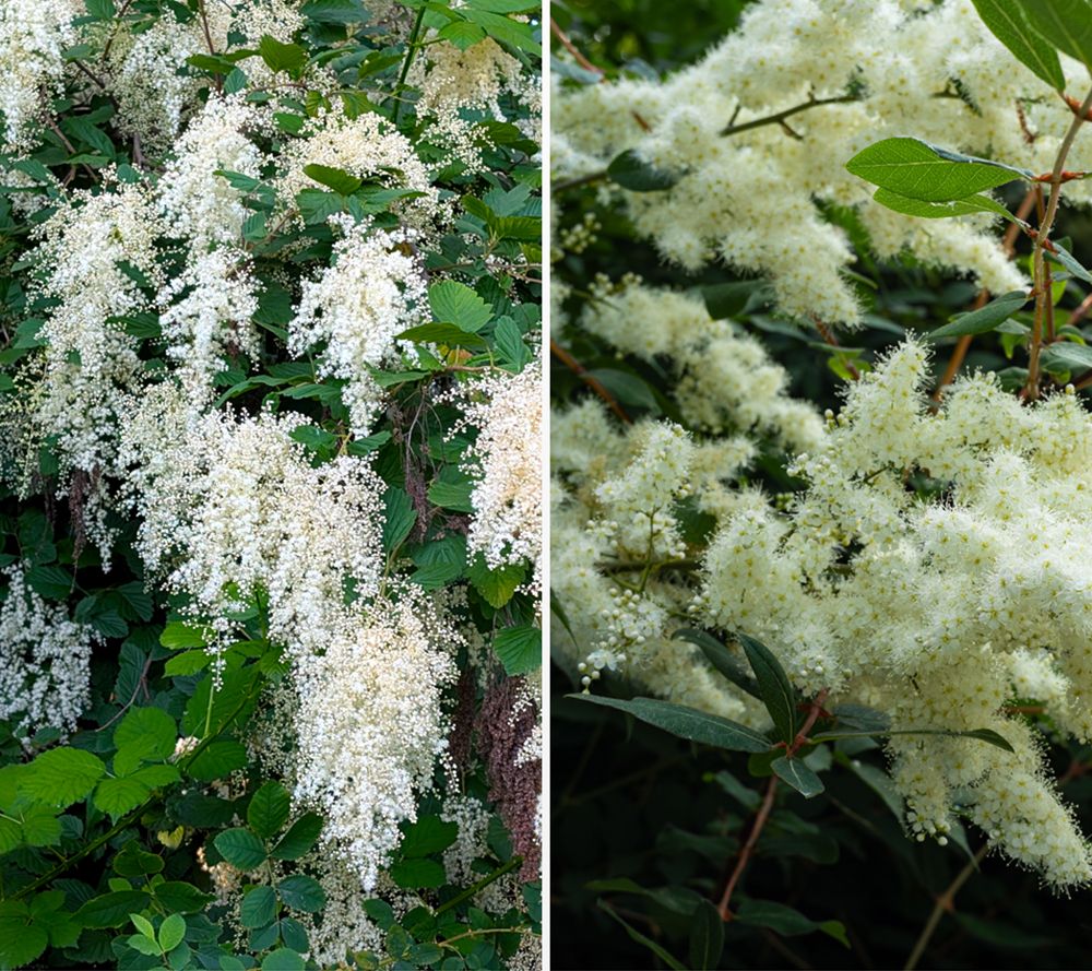 KEYZERS® Kaskadenstrauch Rarität, Neuheit 1 Pflanze