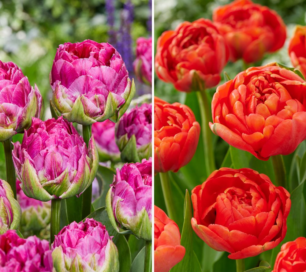 Rosenzwiebeln Winterhart - Mehrjährige Rosen In Satten Farben