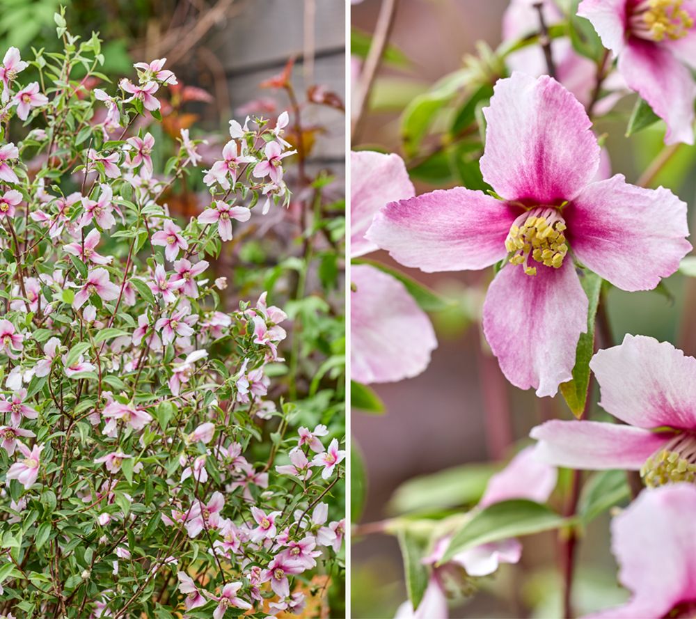 KEYZERS® Gartenjasmin Petite Perfume Rarität, Neuheit 1 Pflanze