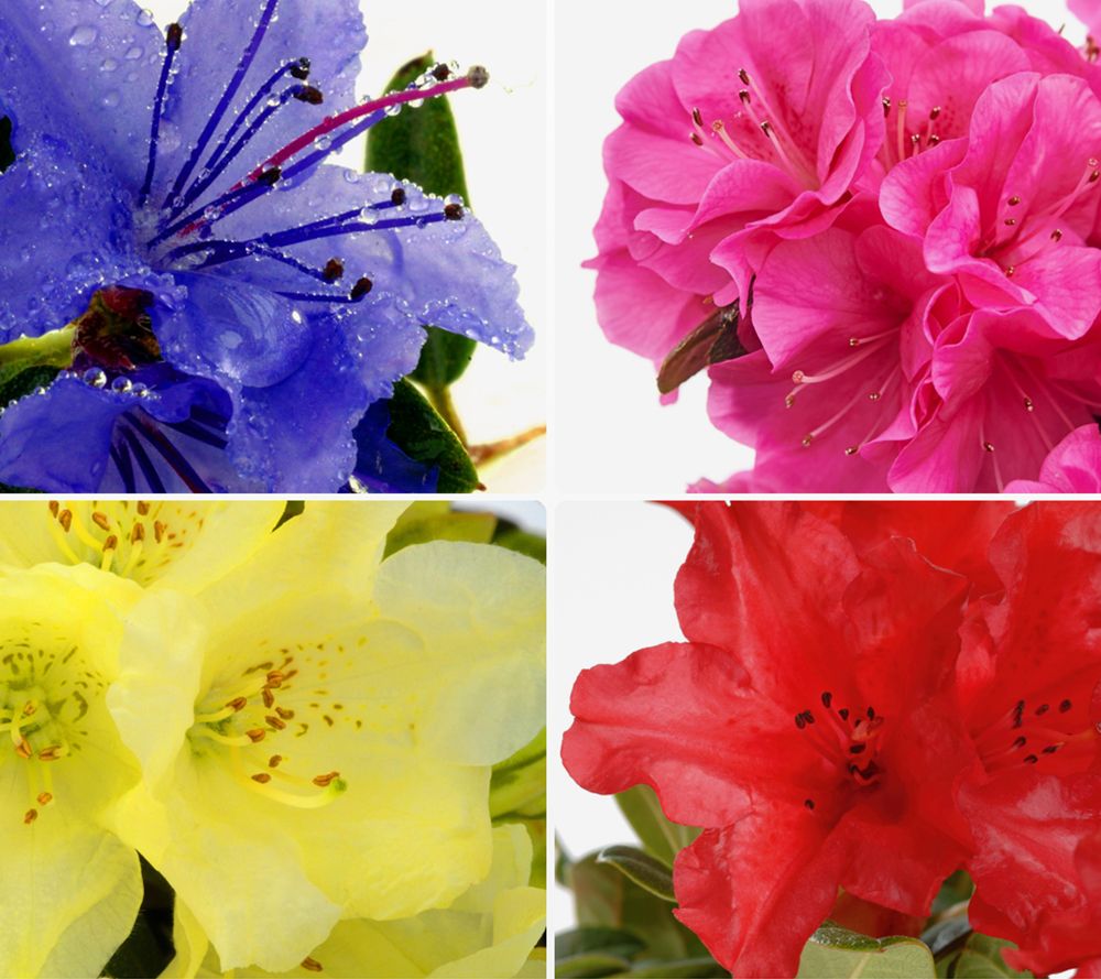 55+ Mini Rhododendron Pflanzen, Rhododendron als wurzelware wird am