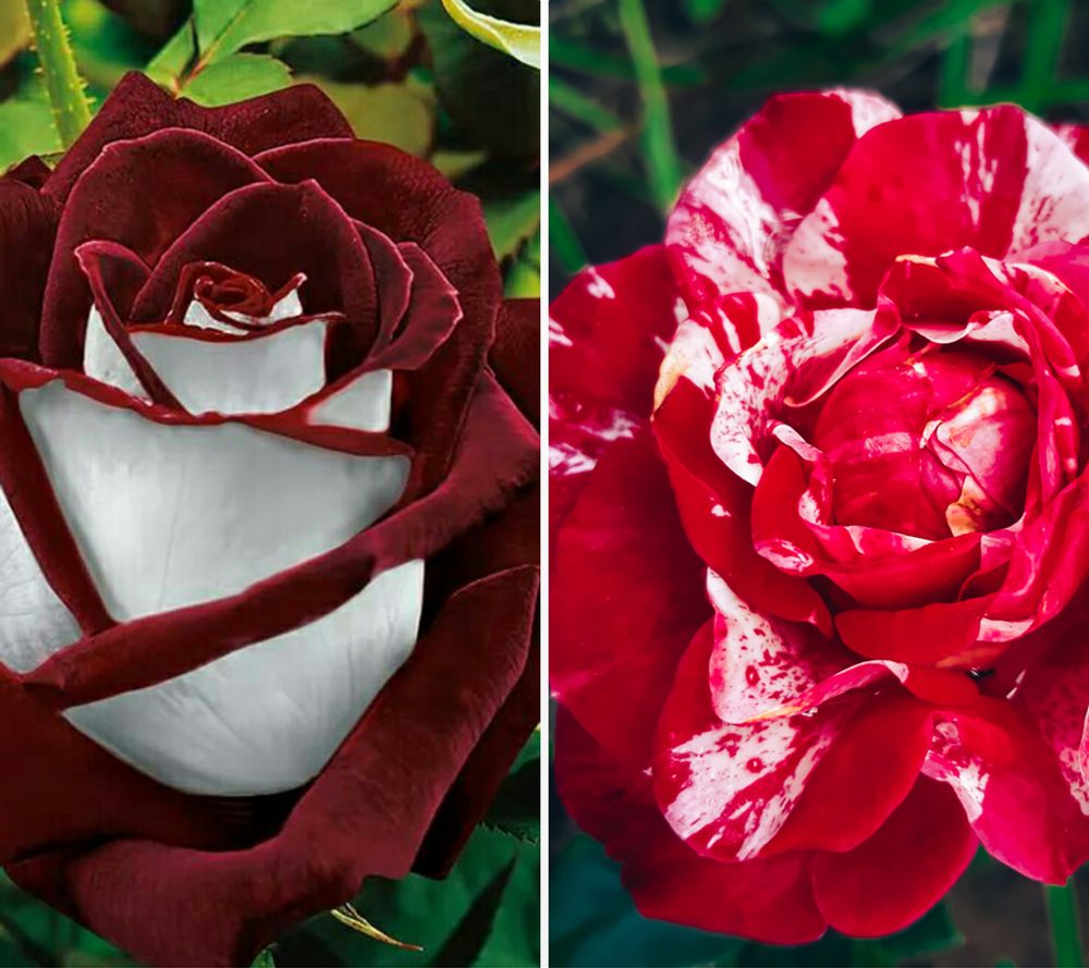 KEYZERS® Duftrosen Rarität bienenfreundlich 2 Sorten, 2 Pflanzen