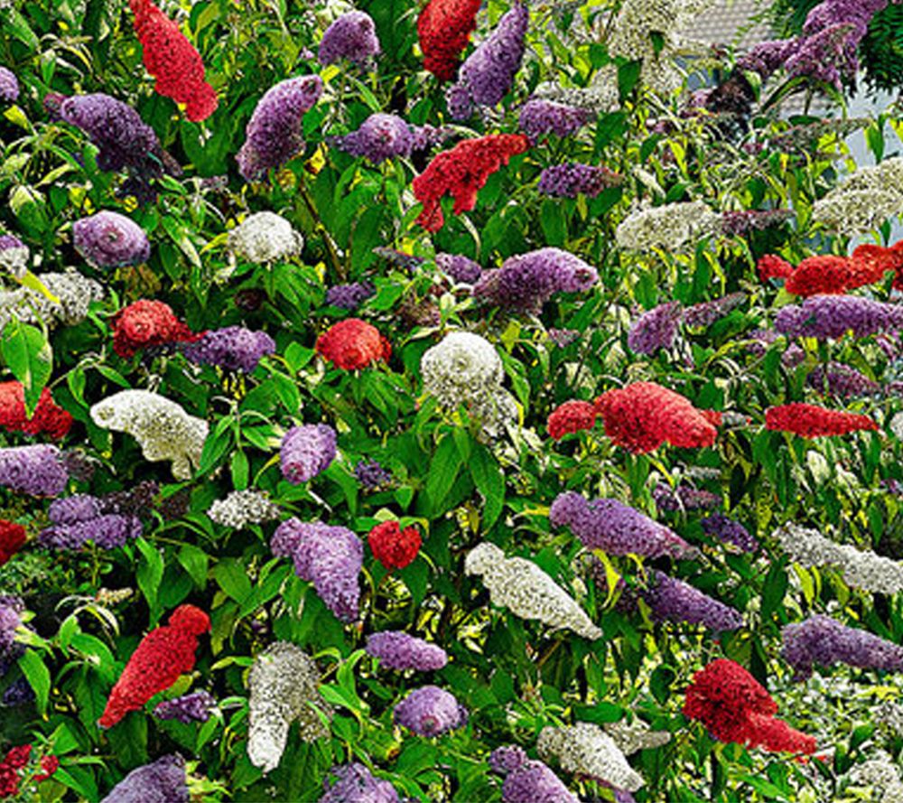 KEYZERS® Buddleija Konfetti duftende Blüten Rarität 1 Pflanze QVC.de