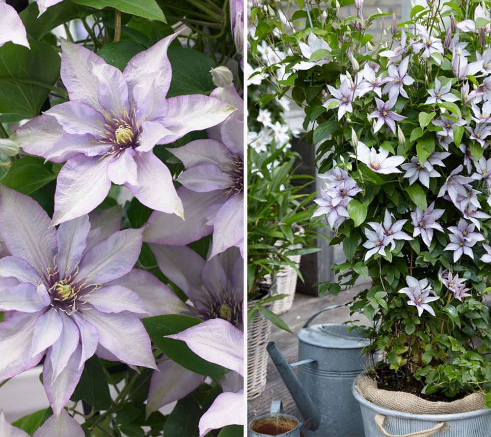 KEYZERS® Clematis Samaritan bienenfreundlich Rarität, Neuheit 1 Pflanze