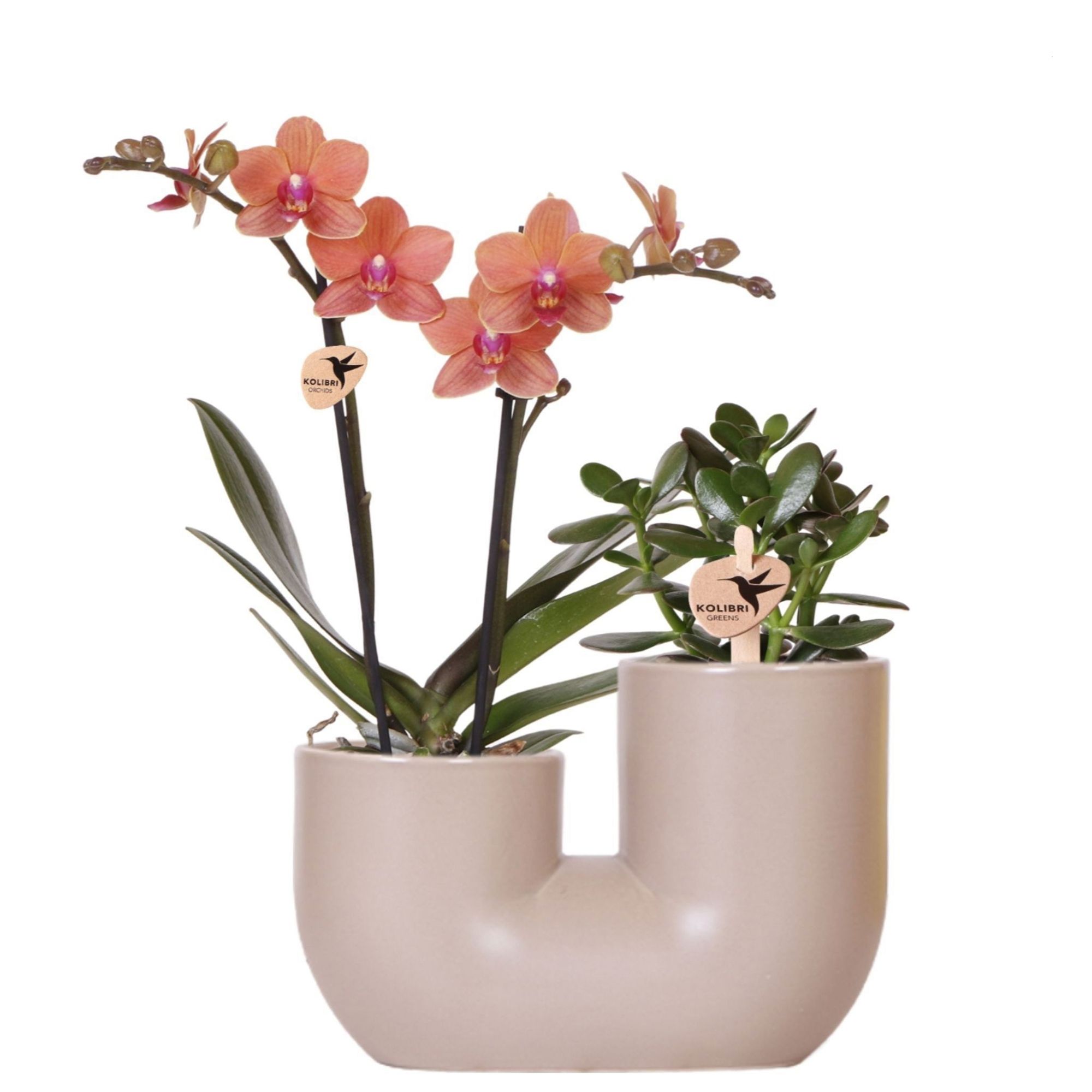 PFLANZENFREUND Orchidee & Sukkulente im Design-Topf Farbauswahl Höhe ca. 40cm