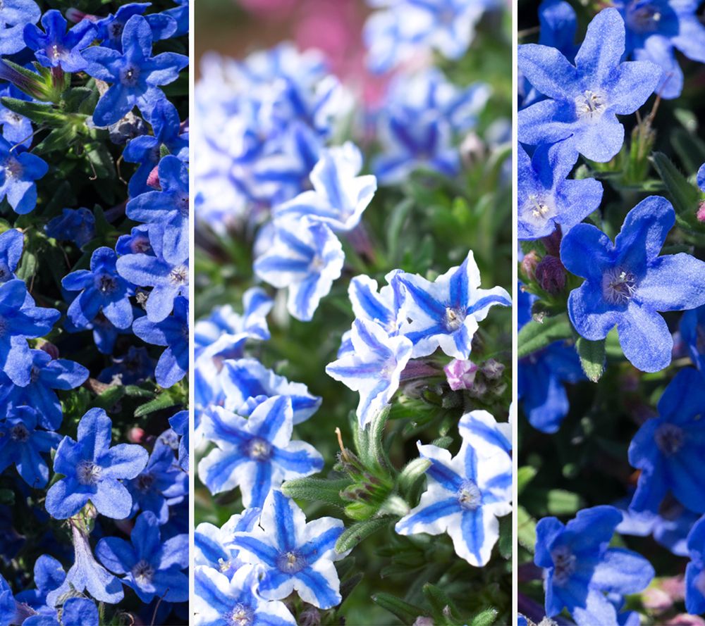 KEYZERS® Bodendecker blau-weißer Seestern Rarität / Neuheit 6 Pflanzen