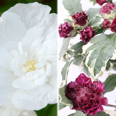 KEYZERS Rarität Hibiskus gefüllte Blüten 2 Pflanzen QVC.de