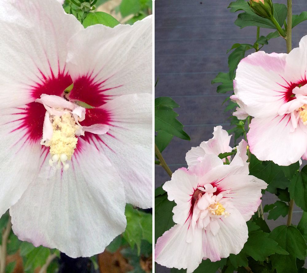 KEYZERS® Rarität Hibiscus gefüllte Blüten 1 Pflanze QVC.de