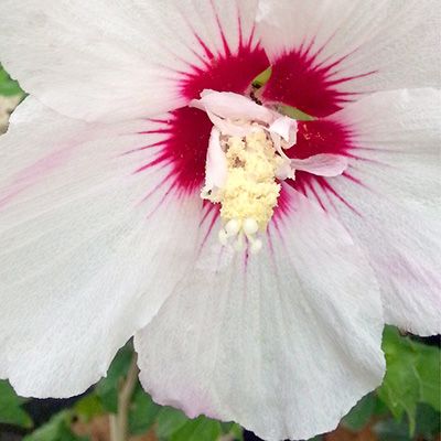 KEYZERS® Rarität Hibiscus gefüllte Blüten 1 Pflanze QVC.de