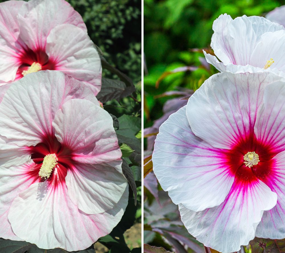 KEYZERS® Staudenhibiscus XXL-Blüte ca. 25cm Ø Rarität / Neuheit 1 Pflanze
