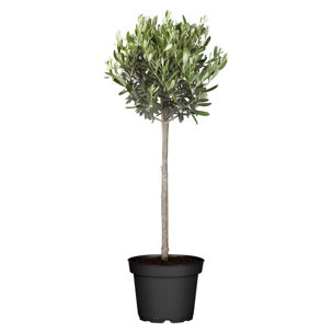Olivenbaum Olea europaea Größenauswahl 1 mediterane Pflanze - 511995