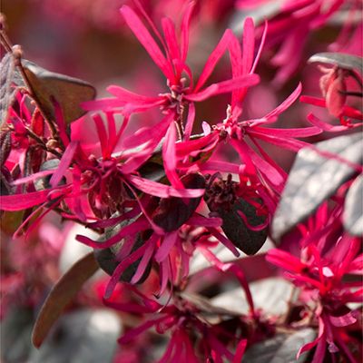 34+ Keyzers Rarität Großblumiger Rhododendron 1 Pflanze, Bitte