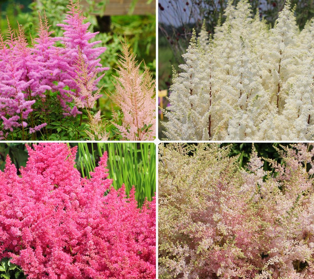 KEYZERS® Prachtspieren Rarität, Neuheit winterhart 3 Sorten, 3 Pflanzen