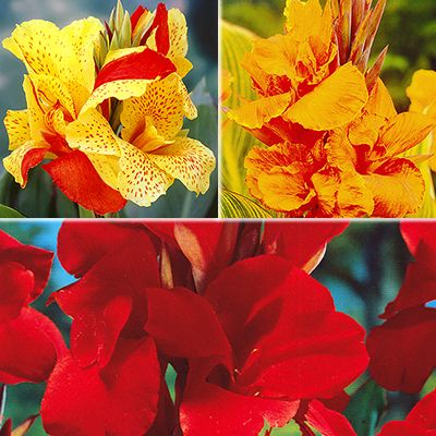 KEYZERS Rarität Canna verschiedene Farben 3 Sorten, 6 Pflanzen QVC.de