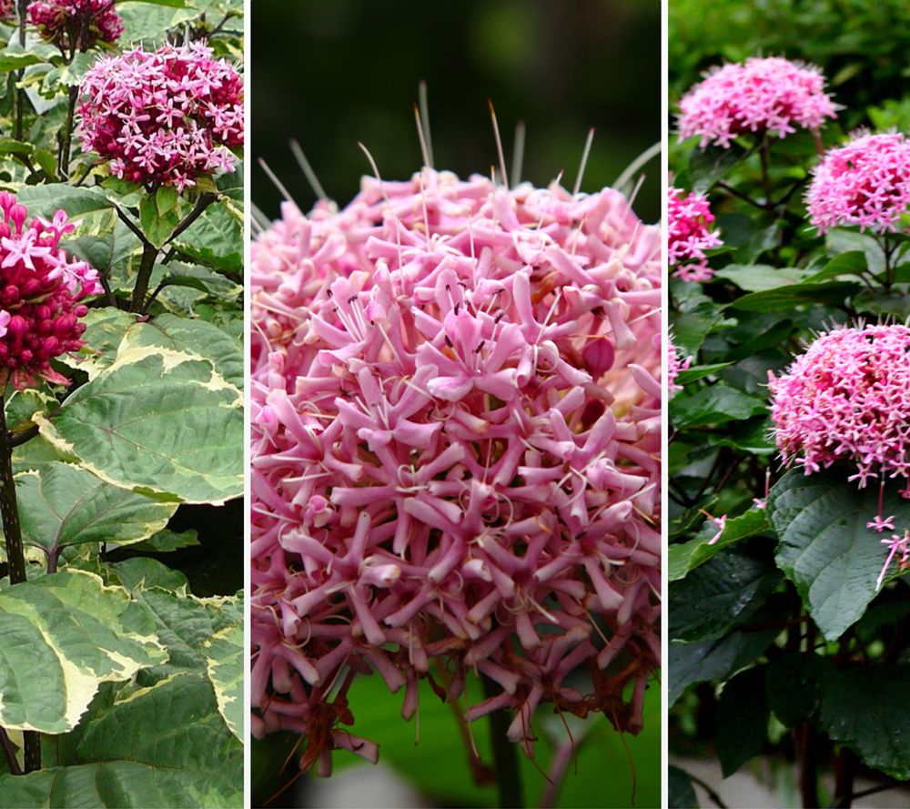 KEYZERS® Pink Diamond Baum Rarität, Neuheit winterhart 1 Pflanze