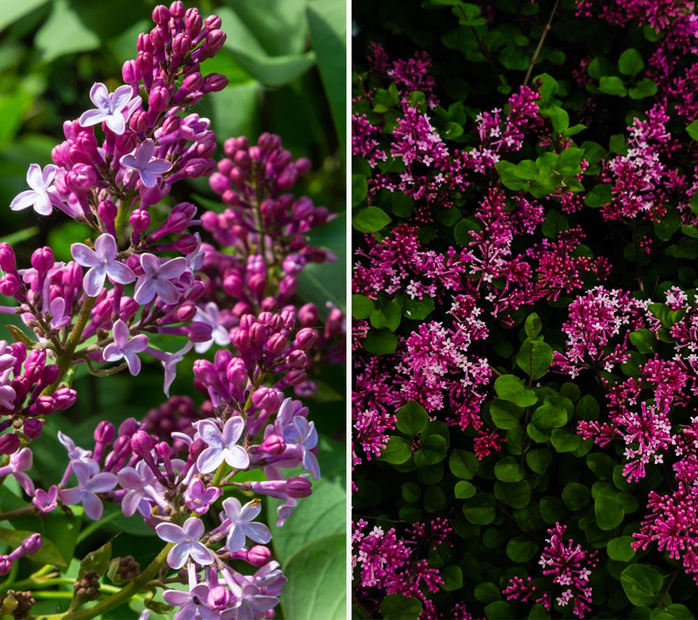 KEYZERS® Flieder RED PIXIE bienenfreundlich Rarität 1 Pflanze