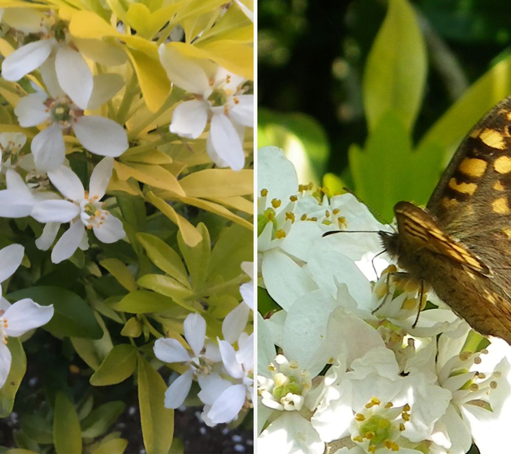 KEYZERS® Orangenblume GOLDFINGER Rarität 1 Pflanze