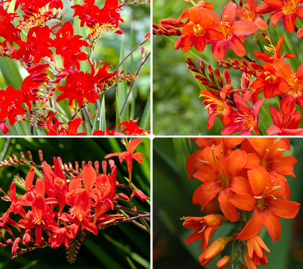 KEYZERS® Montbretien Rarität winterhart 2 Sorten, 40 Zwiebeln