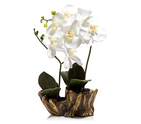 ABELLA Flora künstliche Orchideen Topf in Stamm-Optik 2 Pflanzen Höhe 34cm