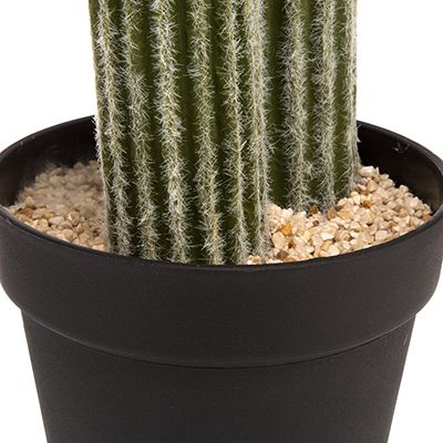 Finger Cactus im Topf mit 147cm hier günstig bestellen