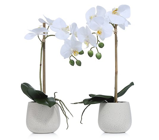 ABELLA Flora prachtvolle Orchideen Real-Touch-Effekt Keramiktöpfe Höhe 36cm, 2 Stk.