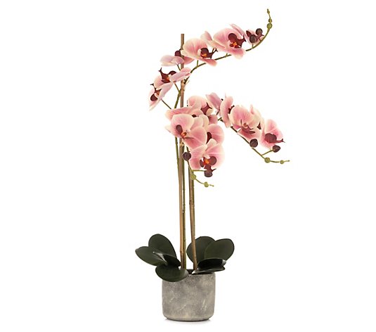 ABELLA Flora künstliche Orchidee Zementtopf Höhe ca. 75cm